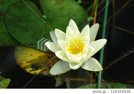 白い睡蓮の花 白い睡蓮の花 128104836