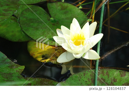 白い睡蓮の花 128104837