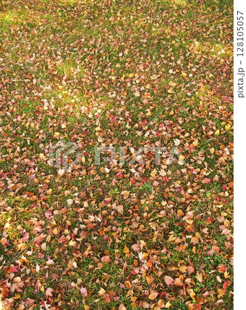 冬の公園の芝生に散った黄葉のトウカエデの落葉風景	 128105057
