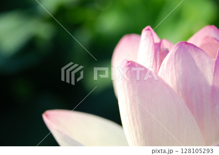 田園でみたハスの花 128105293