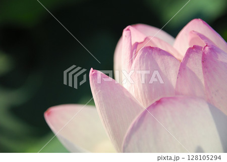 田園でみたハスの花 田園でみたハスの花 128105294