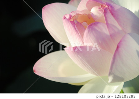 田園でみたハスの花 128105295