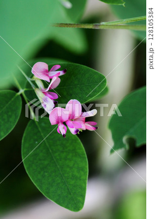 ハギの花 ハギの花 128105384