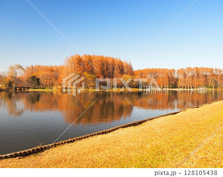 みみさと公園から見る対岸の黄葉のメタセコイア林のある晩秋の水元公園風景 みみさと公園から見る対岸の黄葉のメタセコイア林のある晩秋の水元公園風景 128105438