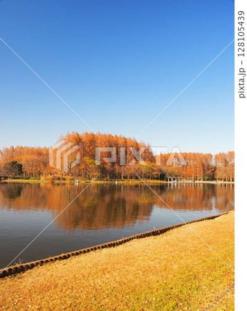 みみさと公園から見る対岸の黄葉のメタセコイア林のある晩秋の水元公園風景 みみさと公園から見る対岸の黄葉のメタセコイア林のある晩秋の水元公園風景 128105439
