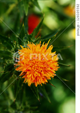 ベニバナ ベニバナ 128105592