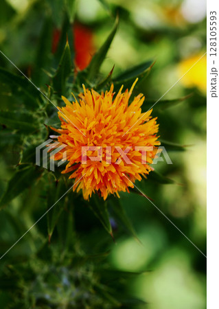 ベニバナ 128105593