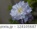庭の白いクレマチス 128105687