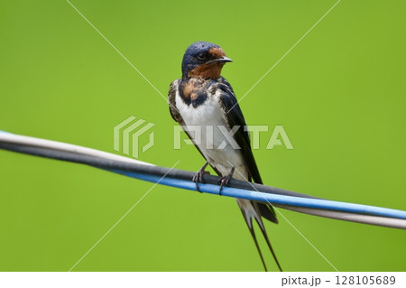 ツバメ swallow / Japan 128105689