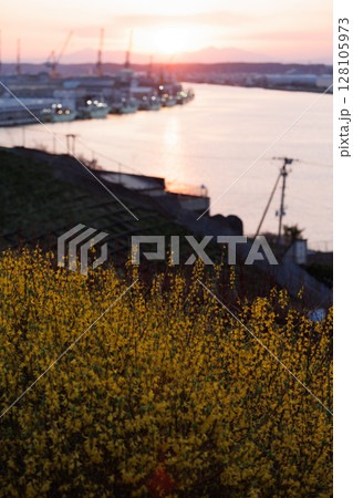 舘鼻公園の菜の花と夕焼けの馬淵川(青森県八戸市) 舘鼻公園の菜の花と夕焼けの馬淵川(青森県八戸市) 128105973