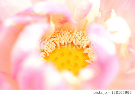 田園でみたハスの花 128105996