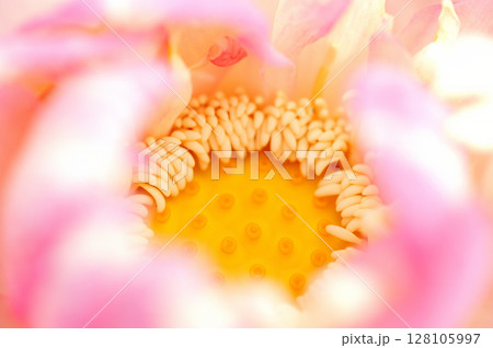 田園でみたハスの花 128105997