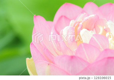 田園でみたハスの花 田園でみたハスの花 128106015