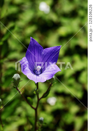 キキョウの花 128106226