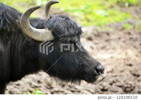黒い牛 黒い牛 128106510