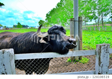 牧場の牛 牧場の牛 128106519