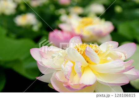 田園でみたハスの花 128106815