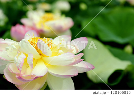 田園でみたハスの花 田園でみたハスの花 128106816