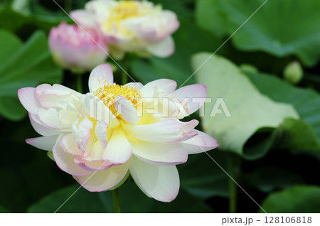 田園でみたハスの花 田園でみたハスの花 128106818