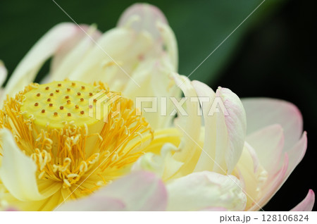 田園でみたハスの花 田園でみたハスの花 128106824