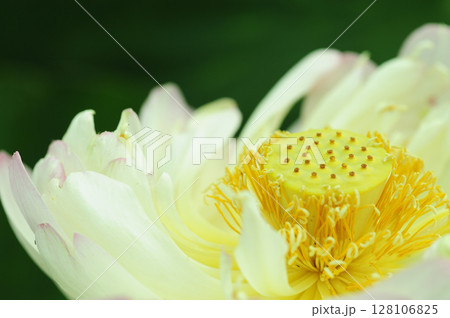 田園でみたハスの花 田園でみたハスの花 128106825