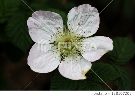 クサイチゴの花 128107203