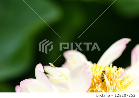 近所の蓮畑 近所の蓮畑 128107252