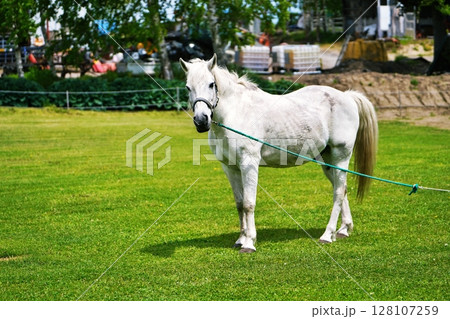 北海道の観光牧場の白馬 128107259