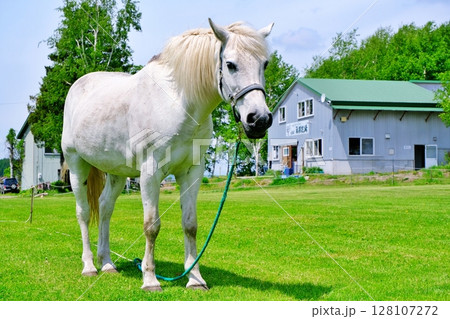 北海道の牧場の白馬 128107272
