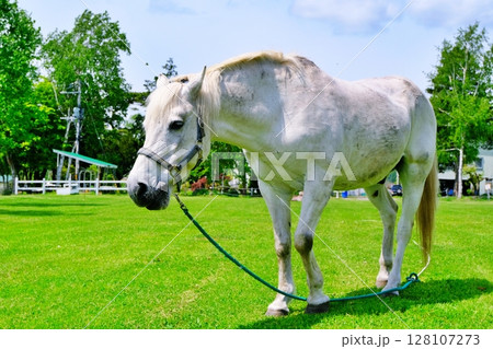 北海道の牧場の白馬 128107273