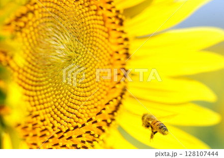 夏の花 ひまわり 夏の花 ひまわり 128107444