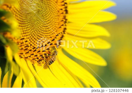 夏の花 ひまわり 夏の花 ひまわり 128107446