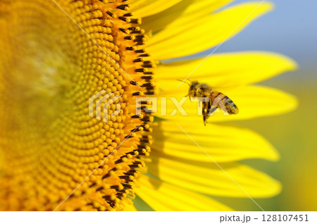 夏の花　ひまわり 128107451