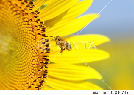 夏の花　ひまわり 128107453