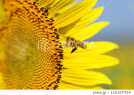 夏の花　ひまわり 128107454