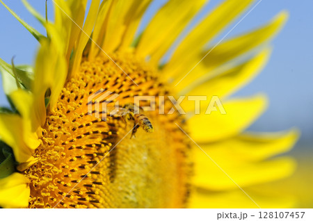 夏の花　ひまわり 128107457