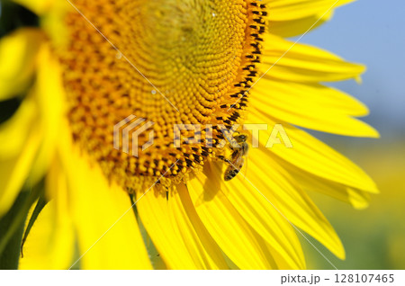 夏の花 ひまわり 夏の花 ひまわり 128107465