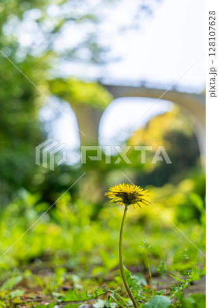 《七沢森林公園》道端に咲くタンポポ（神奈川県厚木市） 128107628