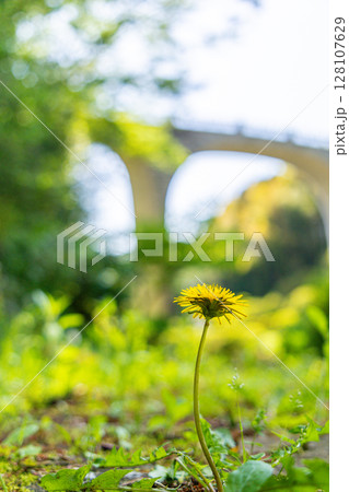 《七沢森林公園》道端に咲くタンポポ(神奈川県厚木市) 《七沢森林公園》道端に咲くタンポポ(神奈川県厚木市) 128107629
