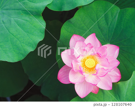 【奈良県生駒市】ひとひらの蓮華 128107640