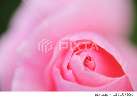 薔薇園で見たバラの花 薔薇園で見たバラの花 128107656