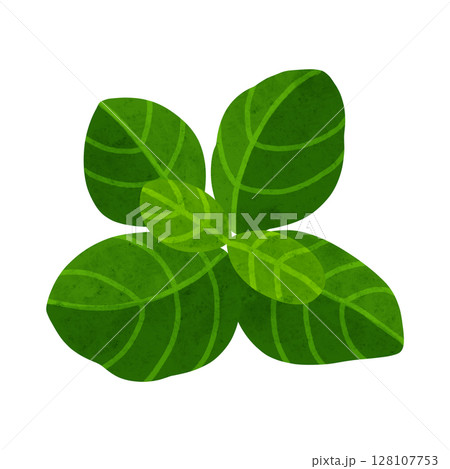 スイートバジル　水彩風手描きイラスト 128107753