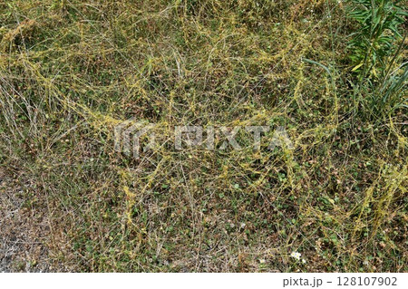 アメリカネナシカズラ 128107902