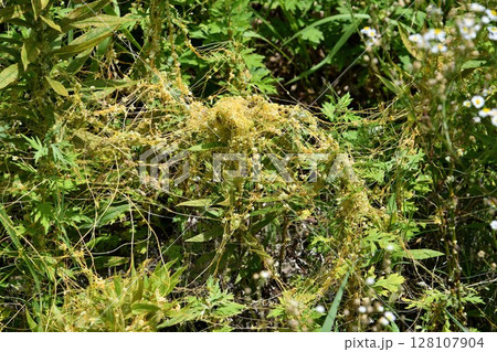 アメリカネナシカズラ 128107904