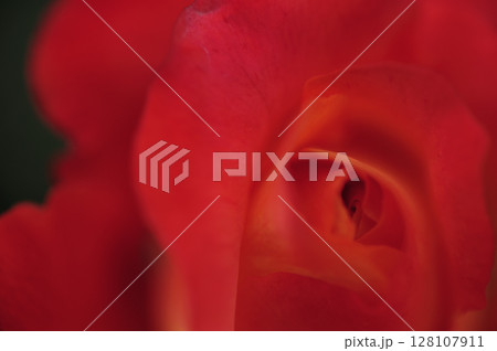 近所のバラ園で見た花 128107911