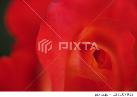 近所のバラ園で見た花 128107912