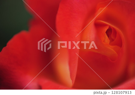 近所のバラ園で見た花 128107913