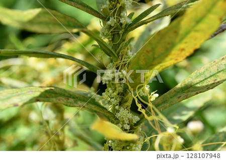 アメリカネナシカズラ 128107948