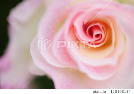 薔薇園で見たバラの花 薔薇園で見たバラの花 128108154