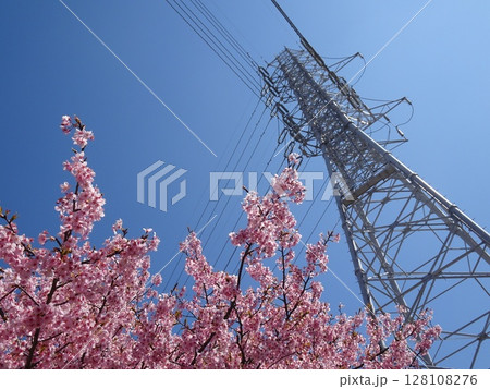 河津桜の公園-137 128108276